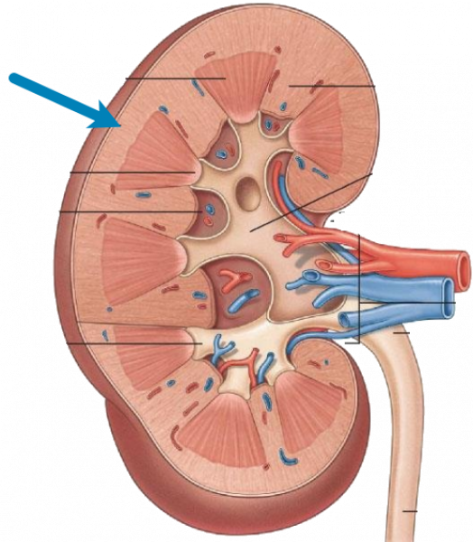 Почка роста. Почечная пирамида. Почечные ворота. Ворота почки. Пирамидки в почках.